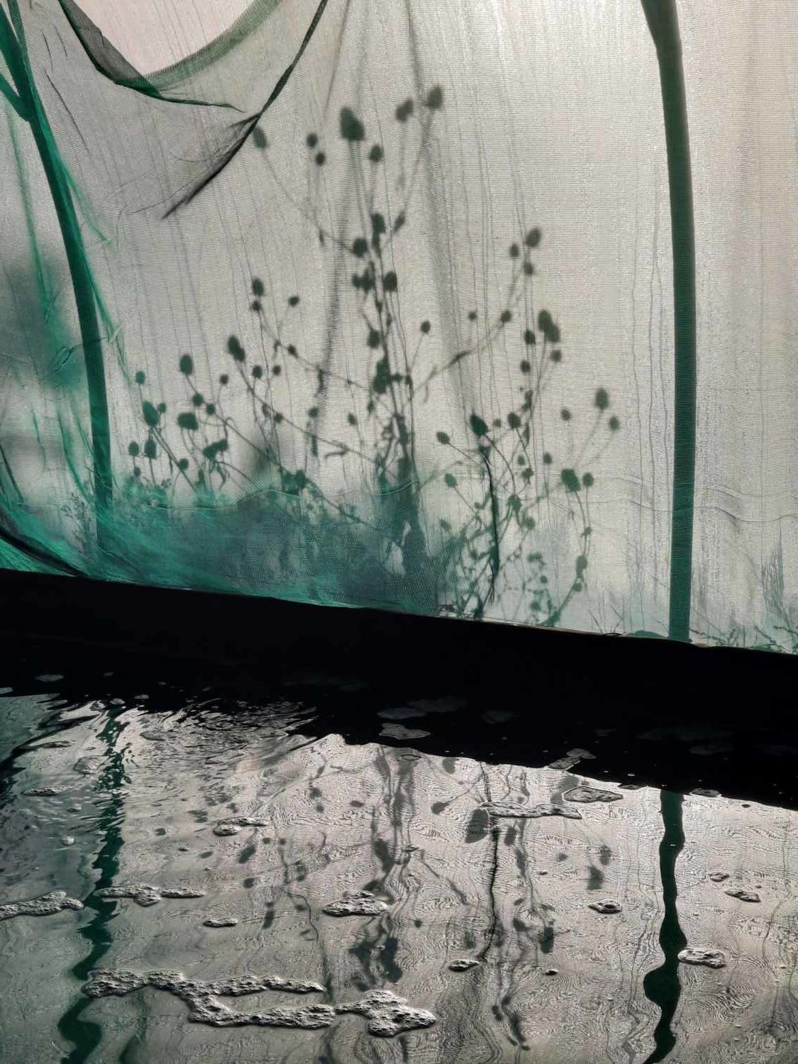 fleurs spiruline algo ria Etel
