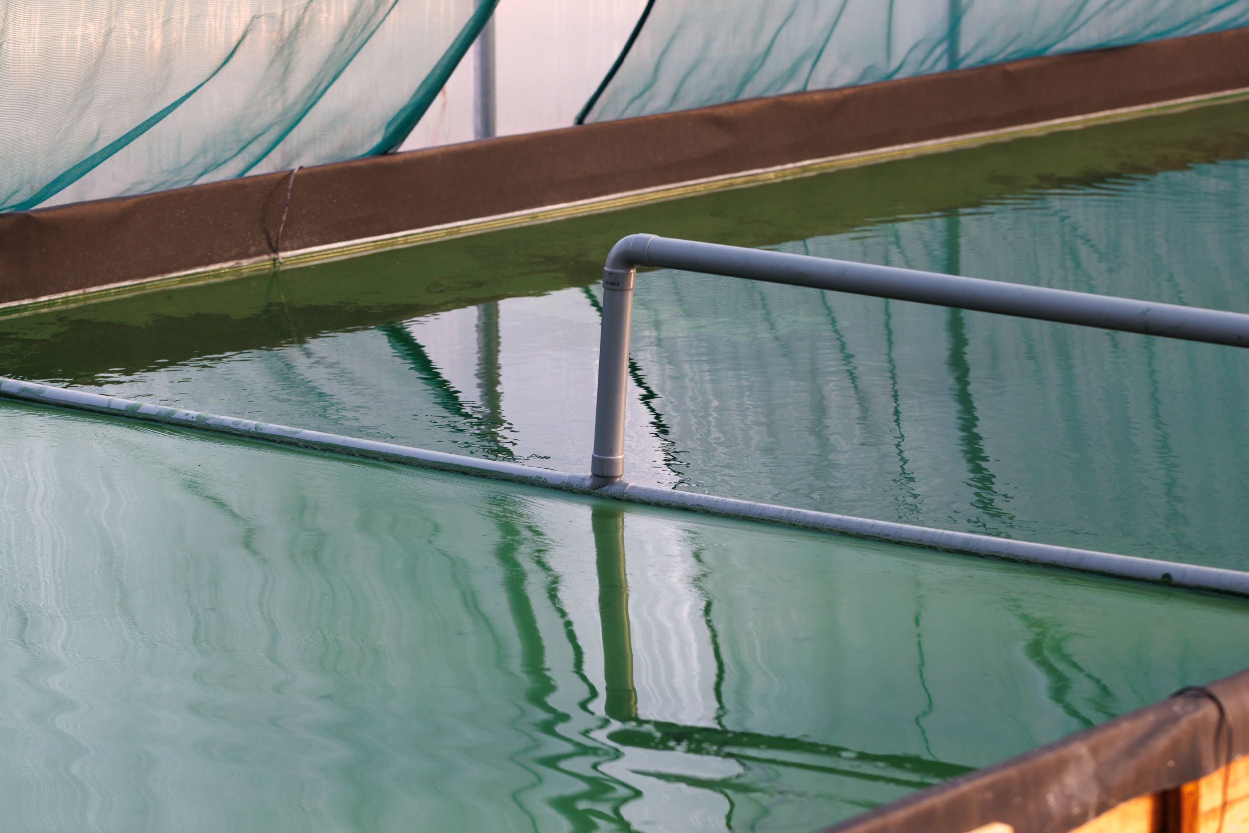 récolte spiruline algo ria Etel_1