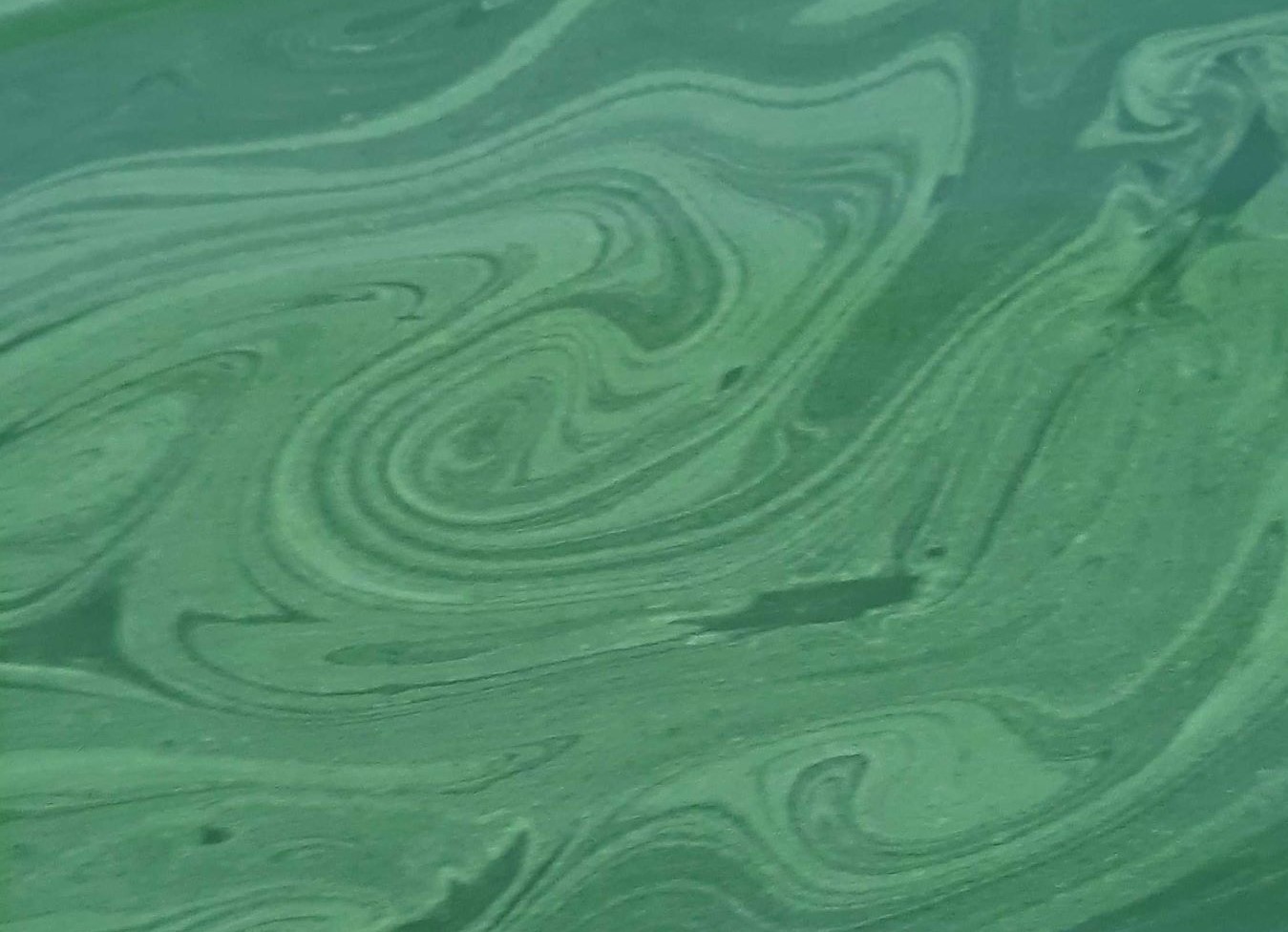 spiruline dessin algo ria Etel