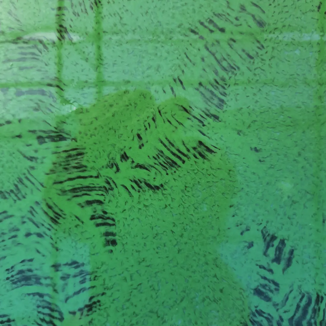 spiruline dessin algo ria Etel_2