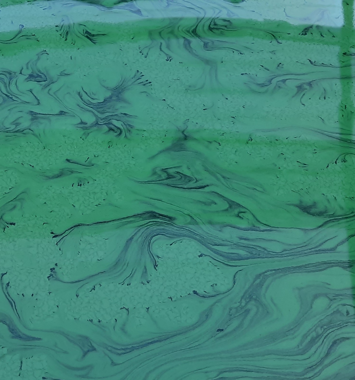 spiruline dessin algo ria Etel_4